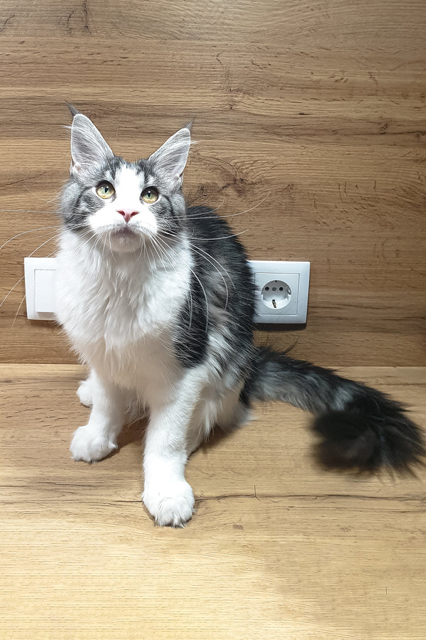 Albina | Maine Coon Kitten
