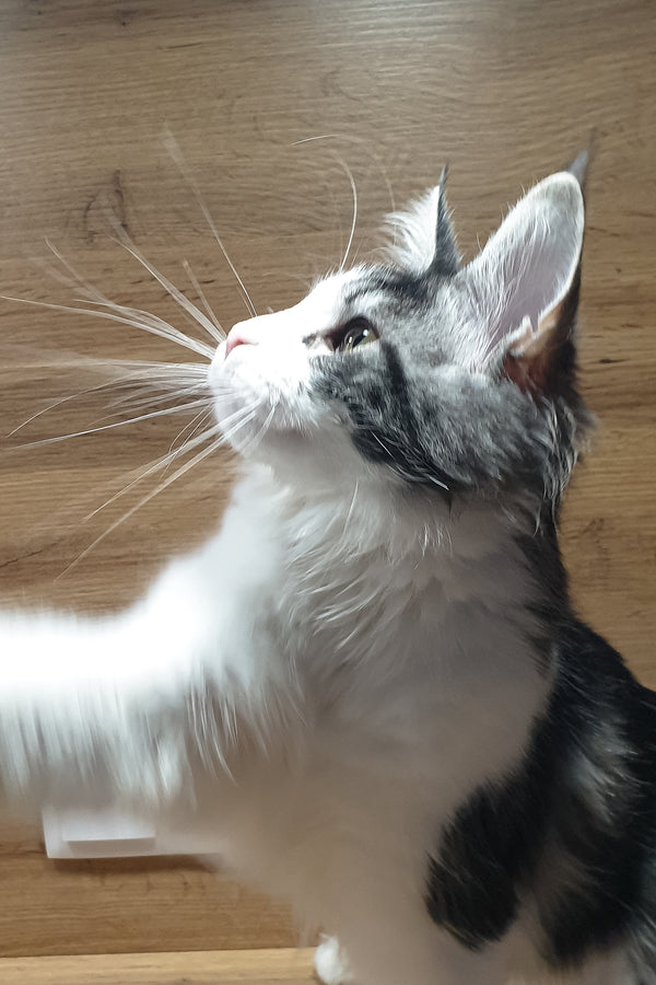 Albina | Maine Coon Kitten