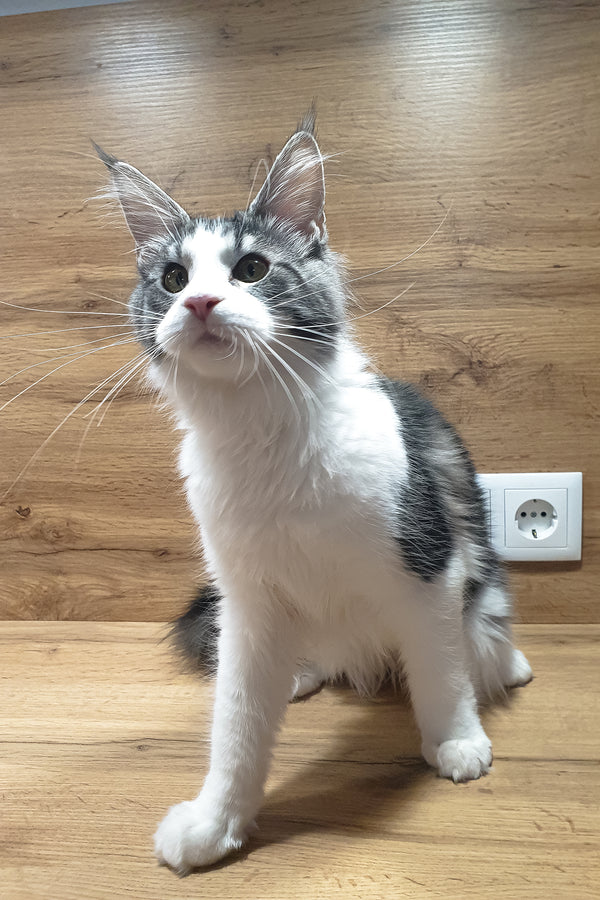 Albina | Maine Coon Kitten