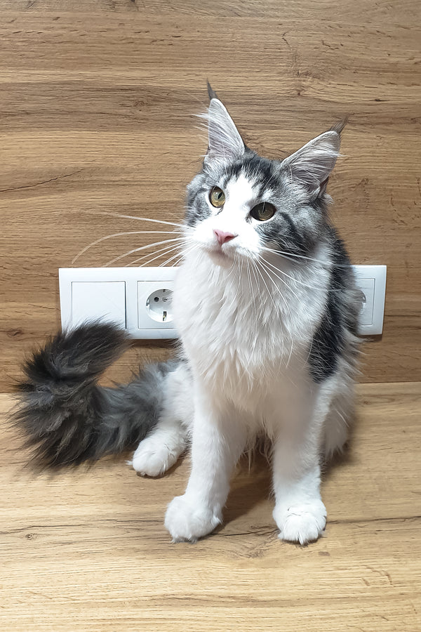 Albina | Maine Coon Kitten