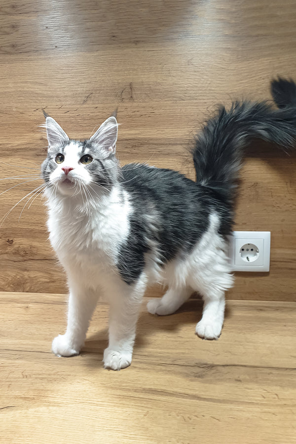 Albina | Maine Coon Kitten