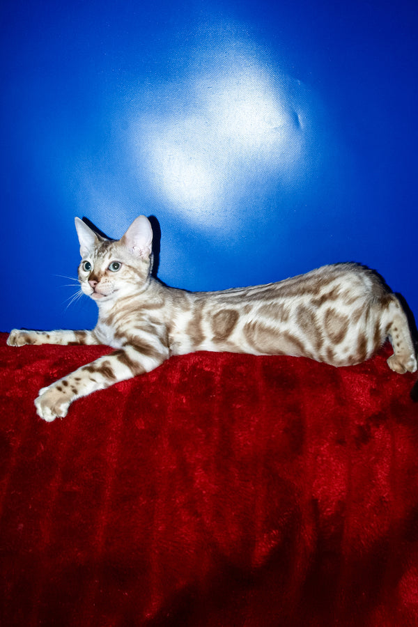 Aleksiya | Bengal Kitten