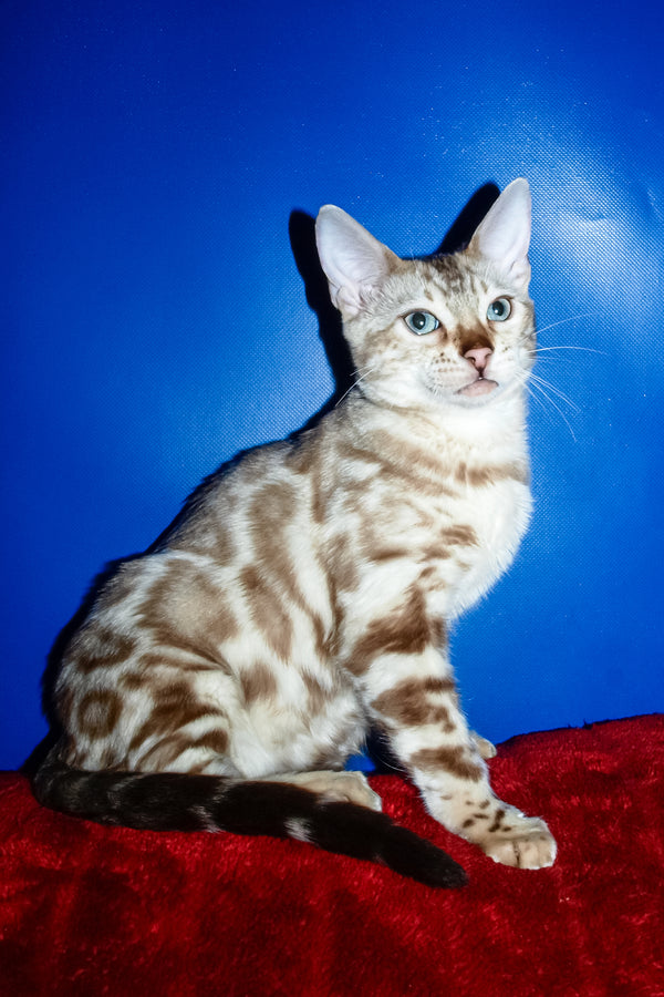 Aleksiya | Bengal Kitten