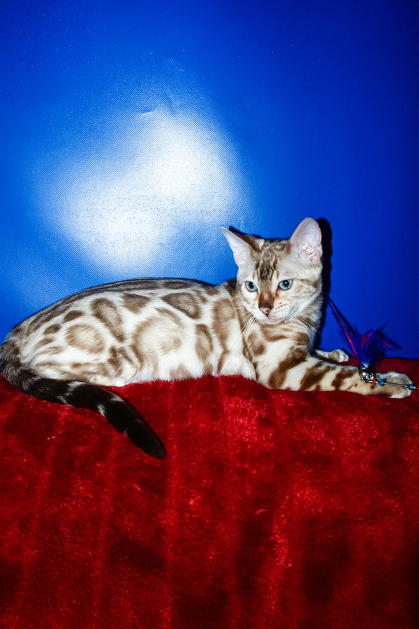 Aleksiya | Bengal Kitten