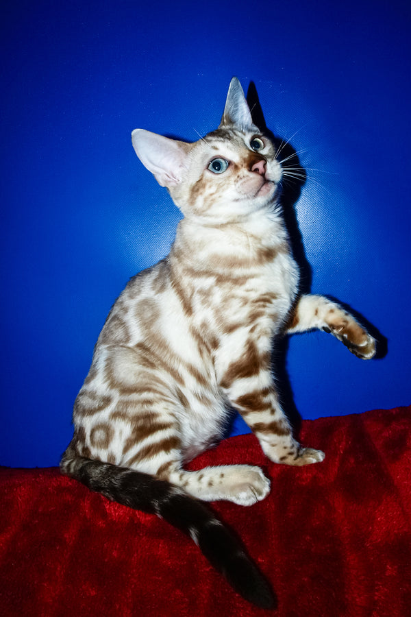 Aleksiya | Bengal Kitten