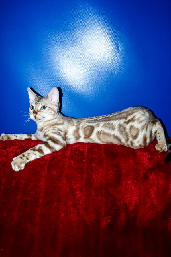 Aleksiya | Bengal Kitten