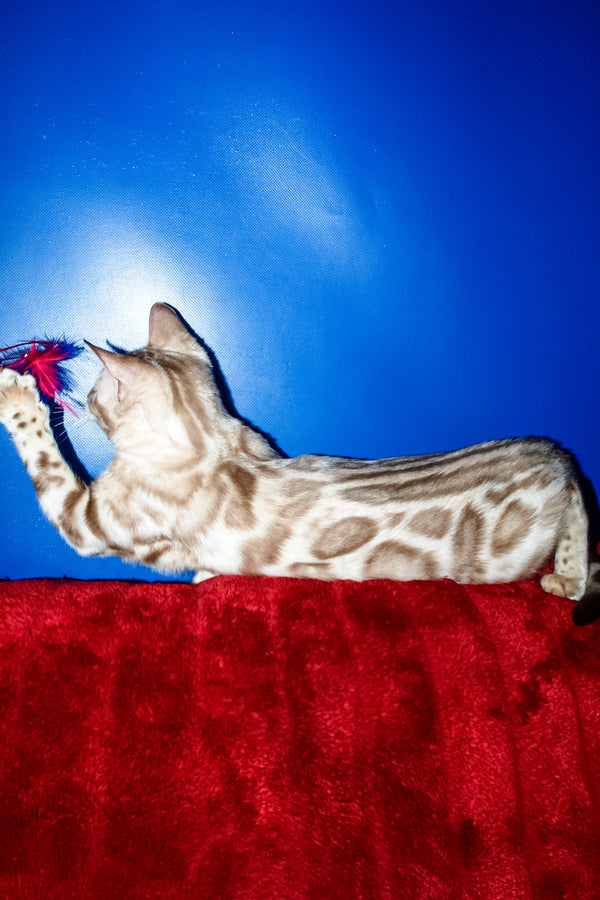 Aleksiya | Bengal Kitten