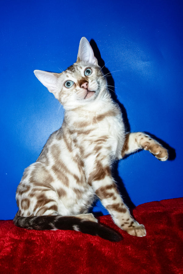 Aleksiya | Bengal Kitten
