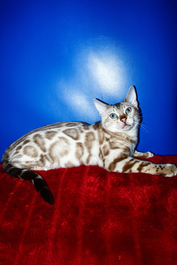 Aleksiya | Bengal Kitten