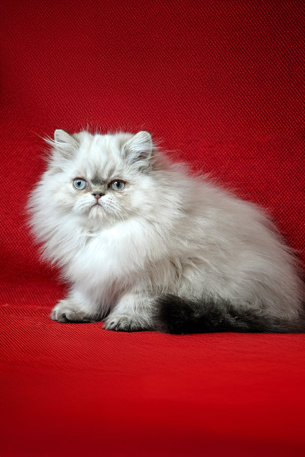 Alen | Persian Kitten