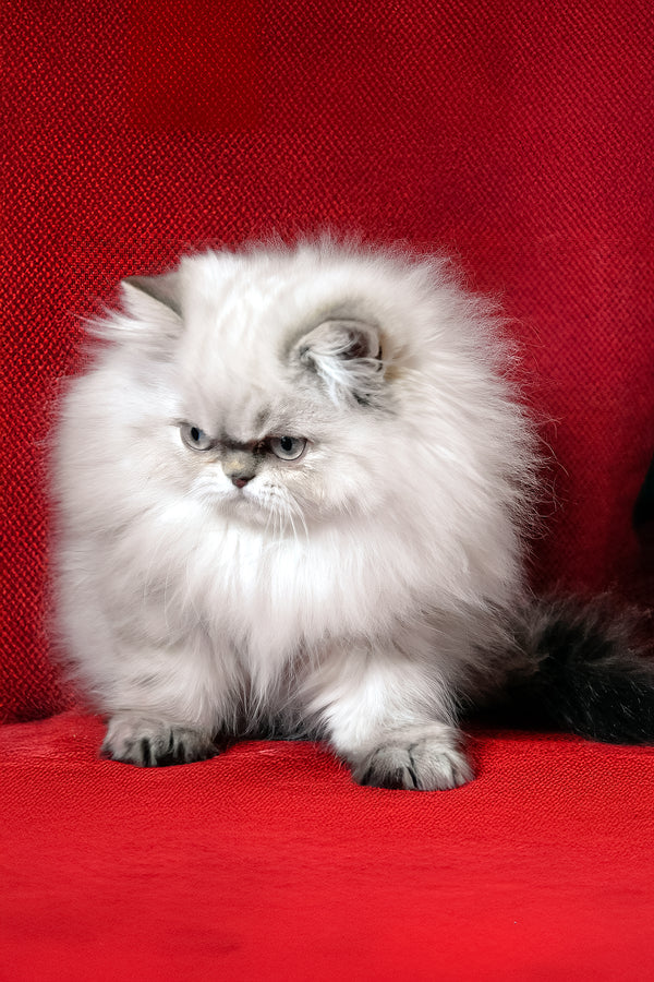 Alen | Persian Kitten