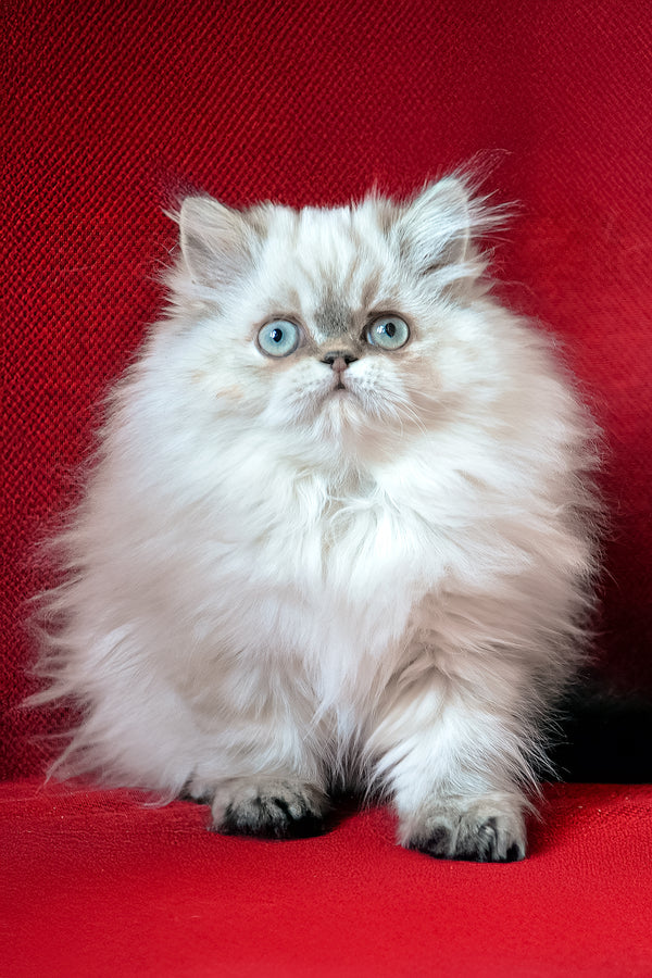 Alen | Persian Kitten