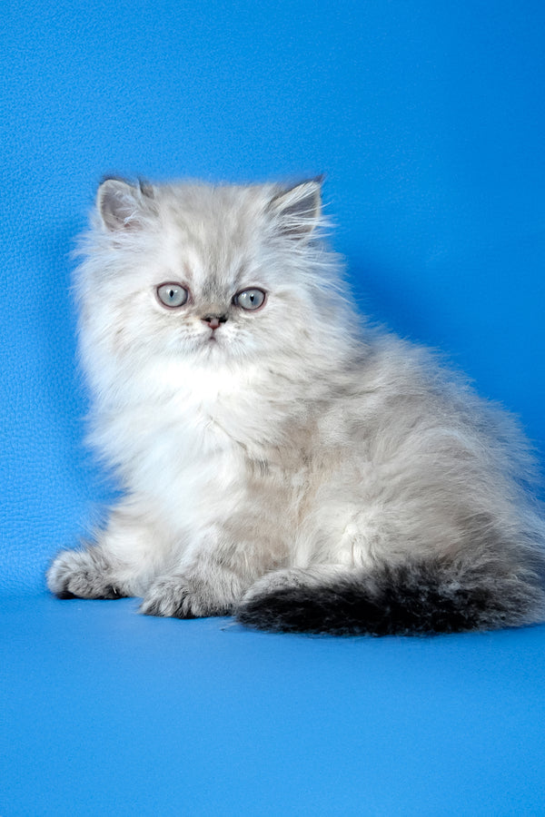 Alen | Persian Kitten