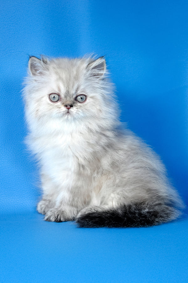 Alen | Persian Kitten