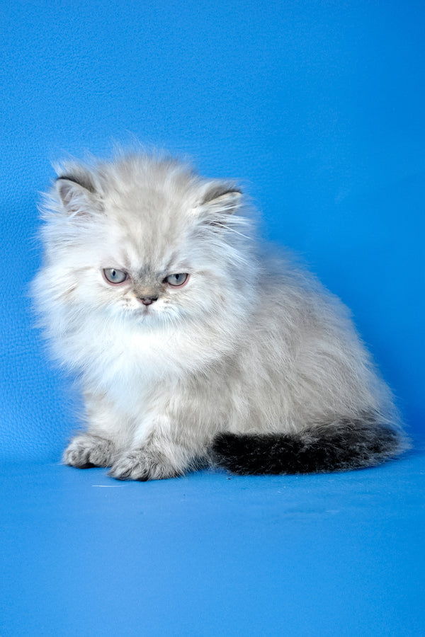 Alen | Persian Kitten