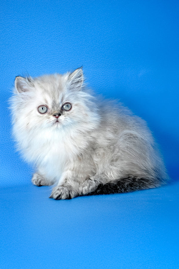 Alen | Persian Kitten