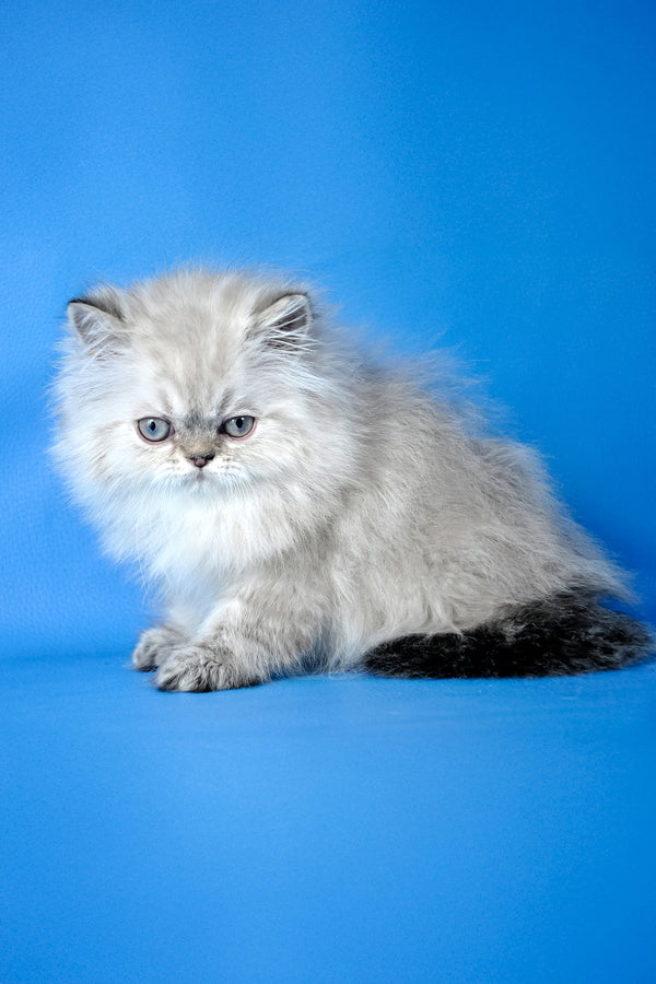 Alen | Persian Kitten