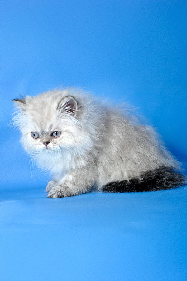 Alen | Persian Kitten