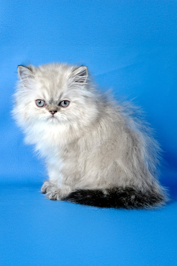 Alen | Persian Kitten