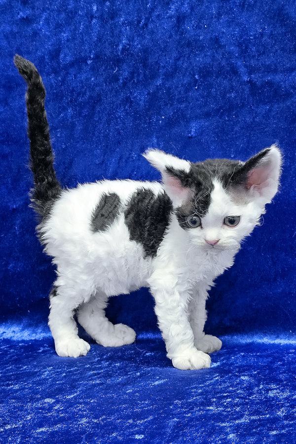 Alf | Devon Rex Kitten