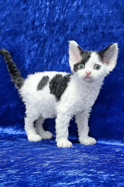 Alf | Devon Rex Kitten