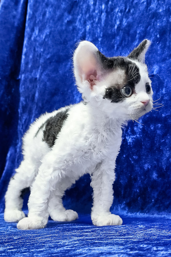 Alf | Devon Rex Kitten