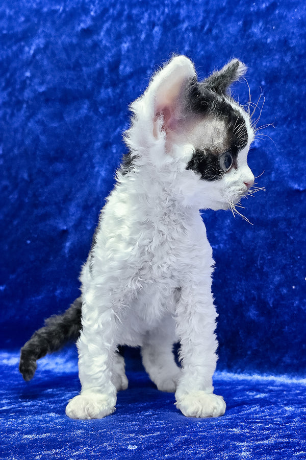 Alf | Devon Rex Kitten