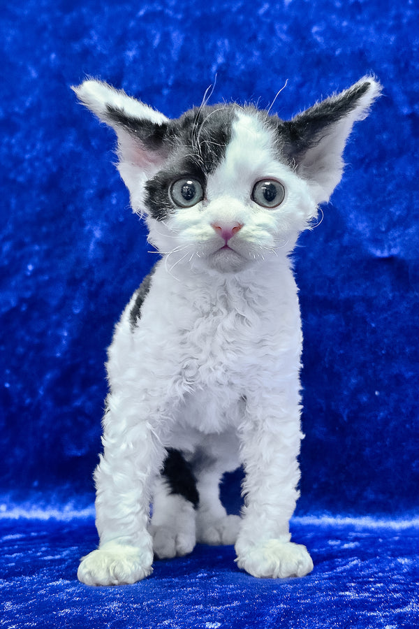 Alf | Devon Rex Kitten