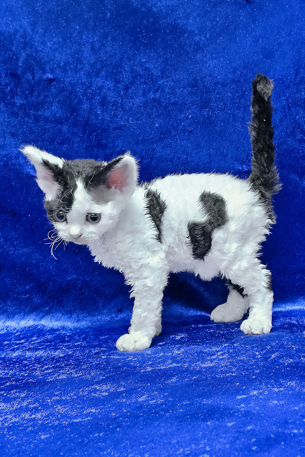Alf | Devon Rex Kitten