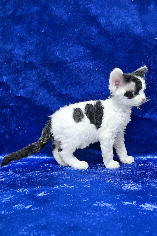 Alf | Devon Rex Kitten