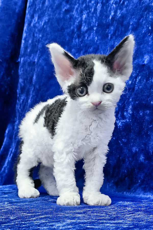 Alf | Devon Rex Kitten