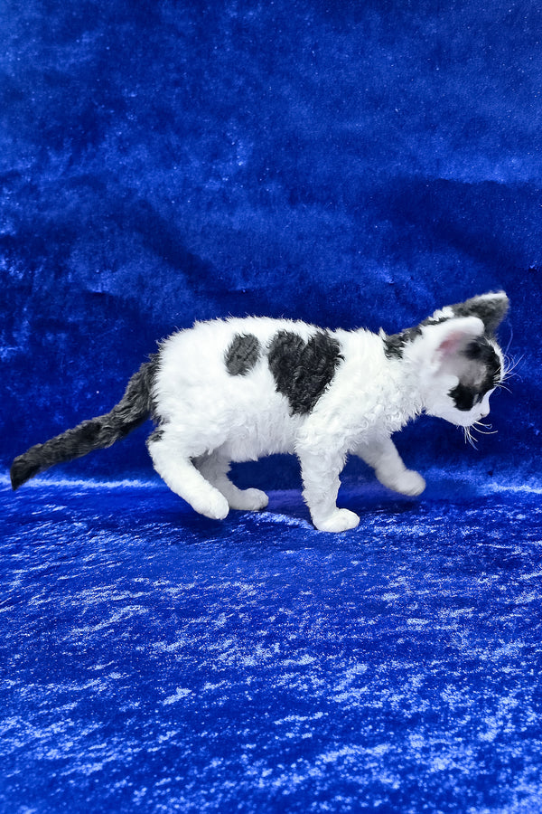 Alf | Devon Rex Kitten
