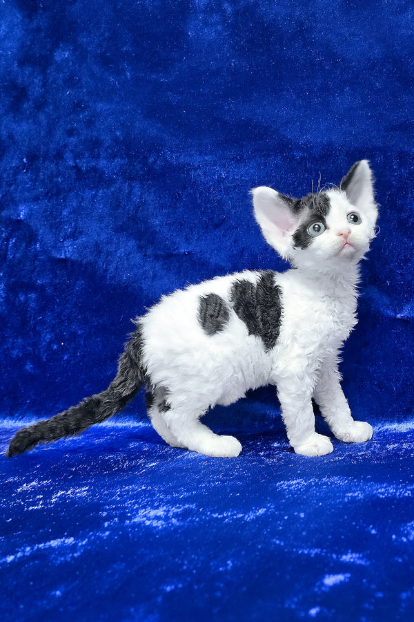 Alf | Devon Rex Kitten