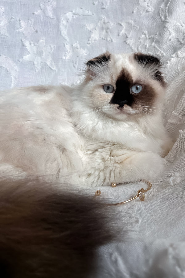 Alisa | Scottish Straight Longhair Kitten