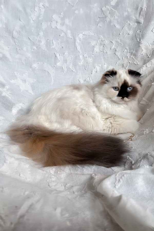 Alisa | Scottish Straight Longhair Kitten