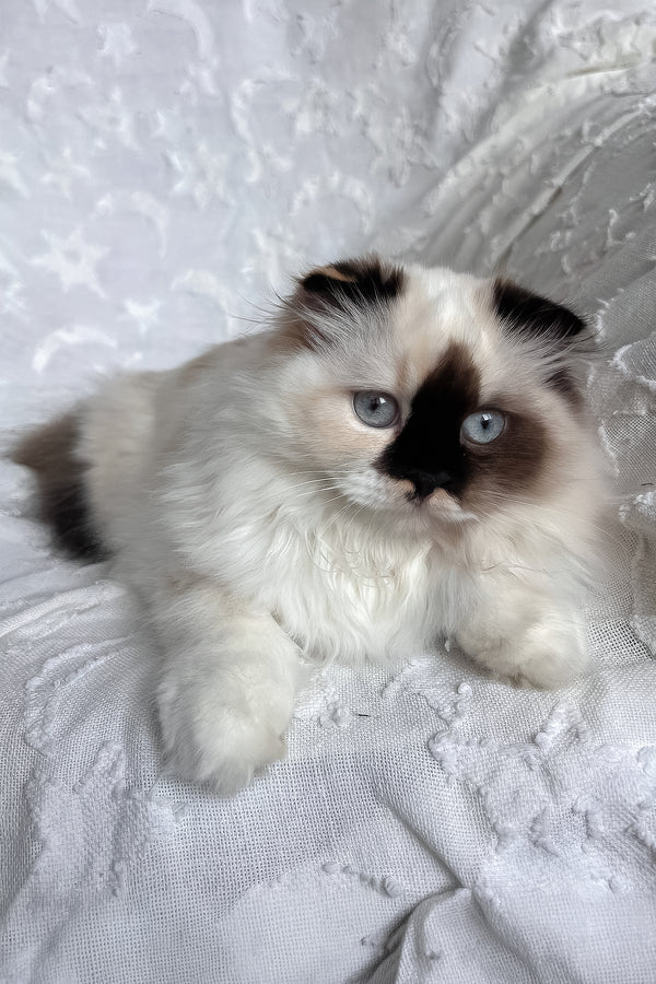 Alisa | Scottish Straight Longhair Kitten