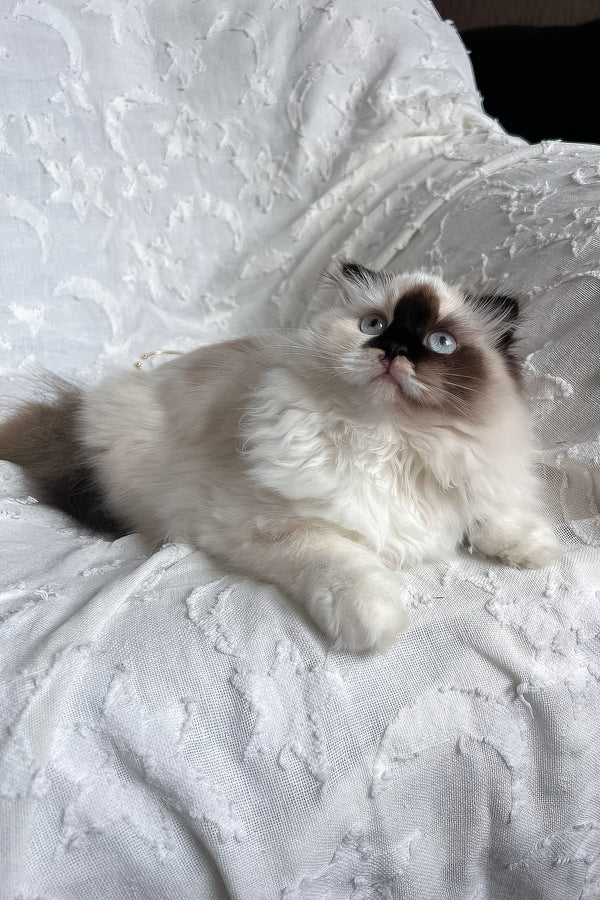 Alisa | Scottish Straight Longhair Kitten