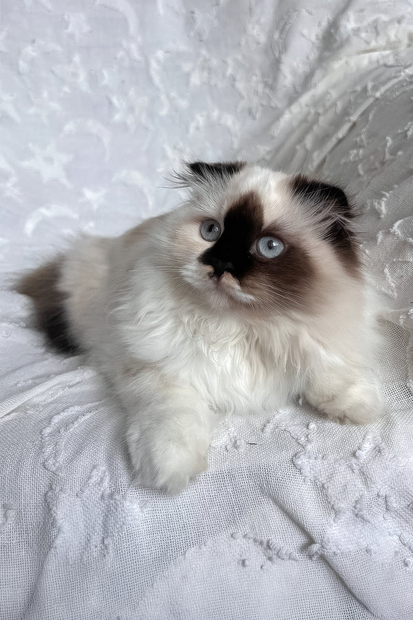 Alisa | Scottish Straight Longhair Kitten