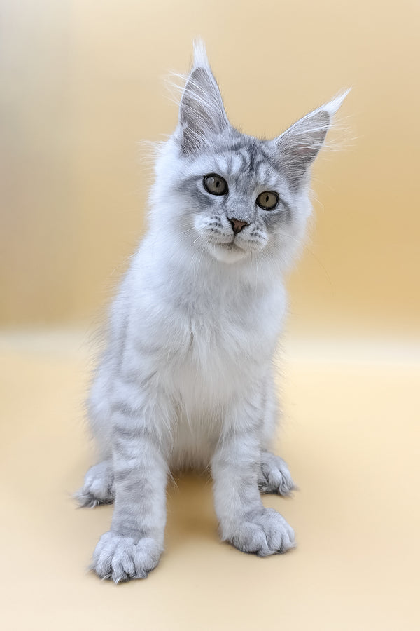 Almas | Maine Coon Kitten