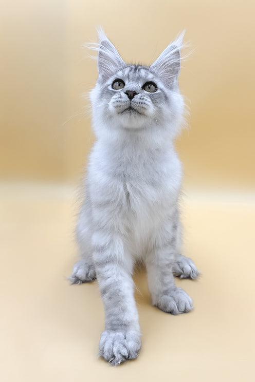 Almas | Maine Coon Kitten