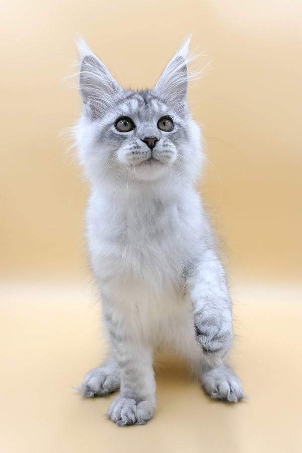 Almas | Maine Coon Kitten