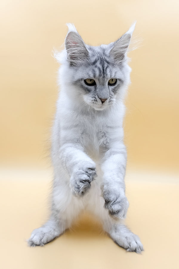 Almas | Maine Coon Kitten