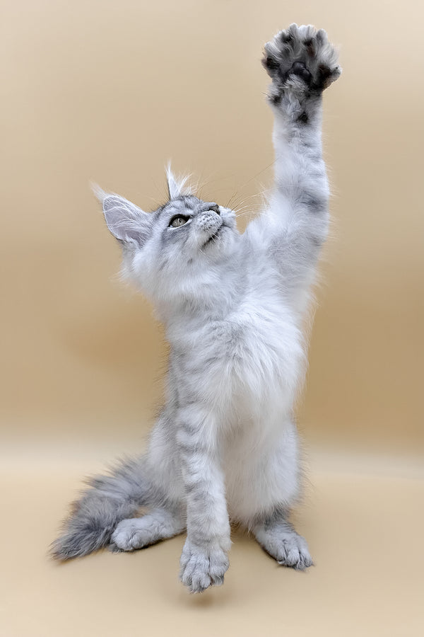 Almas | Maine Coon Kitten
