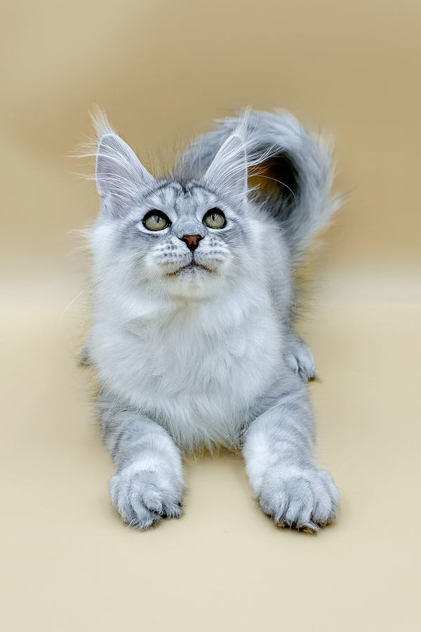 Almas | Maine Coon Kitten