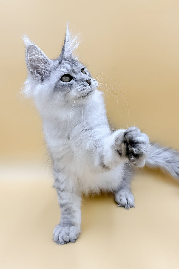 Almas | Maine Coon Kitten