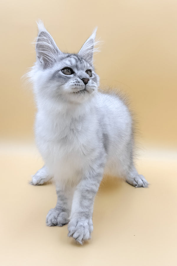 Almas | Maine Coon Kitten