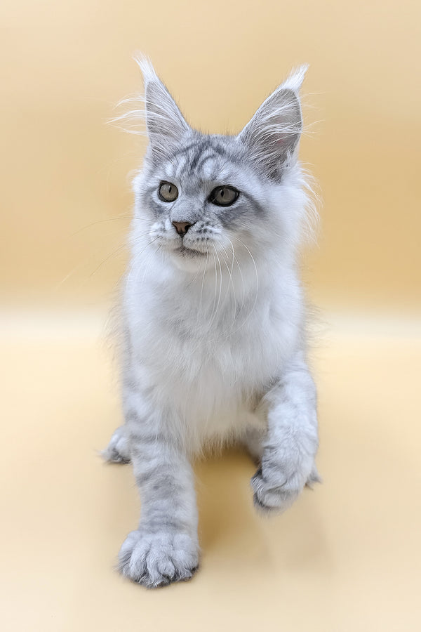Almas | Maine Coon Kitten