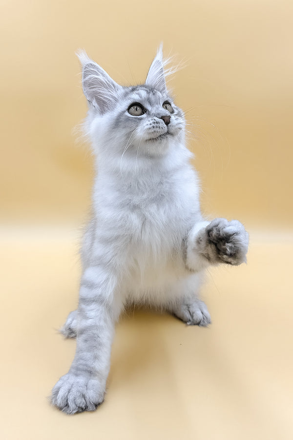 Almas | Maine Coon Kitten