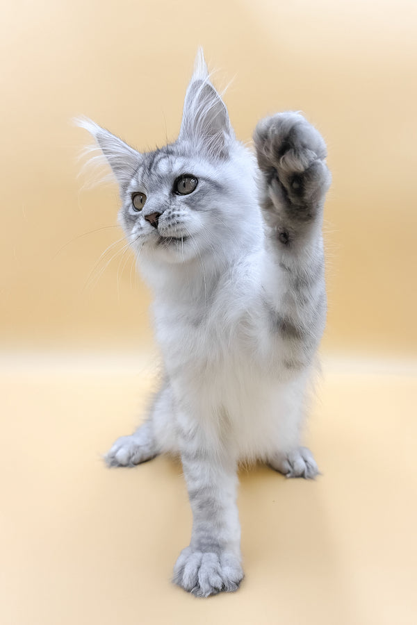 Almas | Maine Coon Kitten