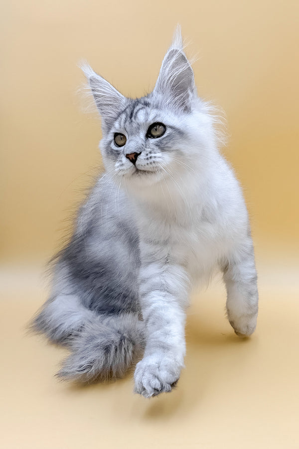 Almas | Maine Coon Kitten